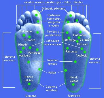 Reflexologia Podal Reflexologia Podal