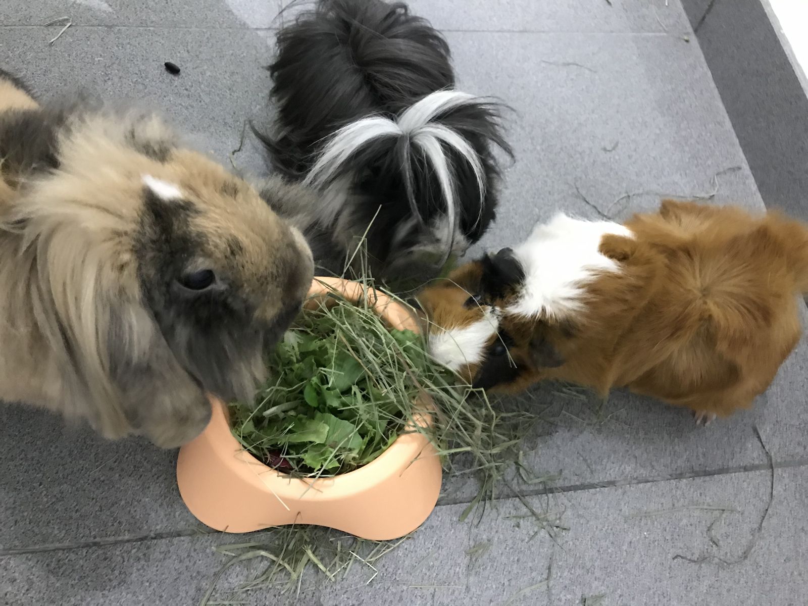 Veterinariios en Tenerife