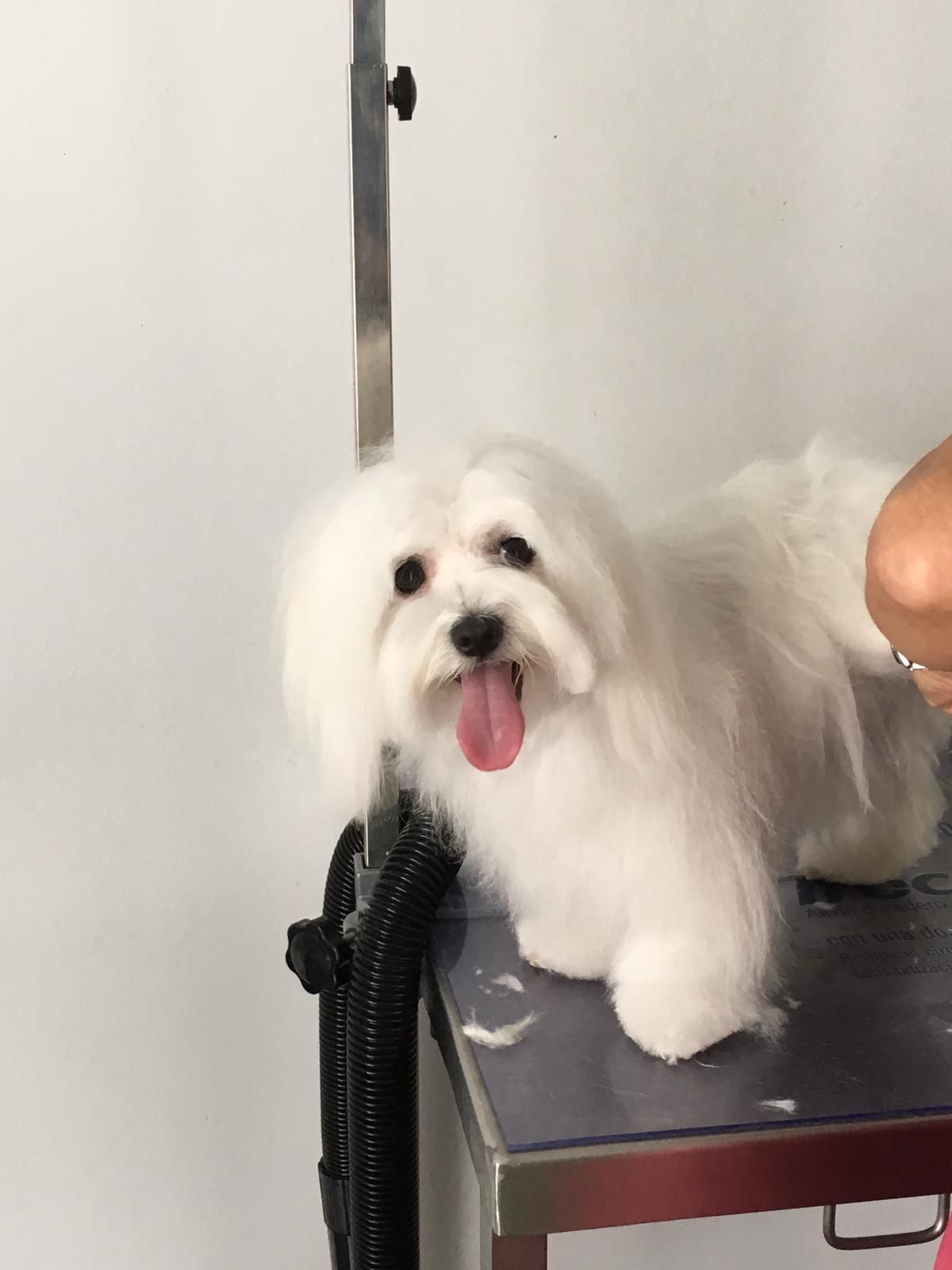 Peluquería: Servicios de Urgencias 24 horas Peluquería: Servicios de Urgencias 24 horas