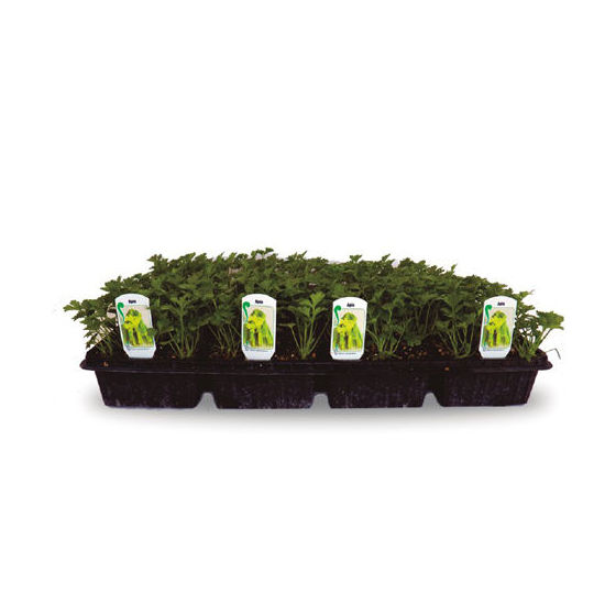 Hortícolas: Productos de Garden La Palma Hortícolas: Productos de Garden La Palma