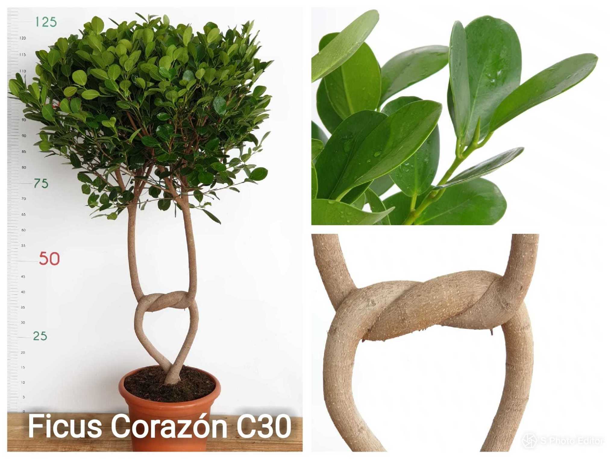 Plantas de interior y hoja verde: Productos de Garden La Palma