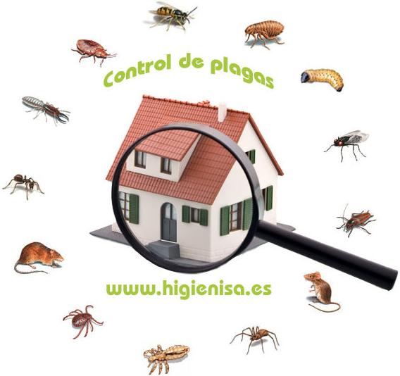 Control de plagas alicante Control de plagas alicante