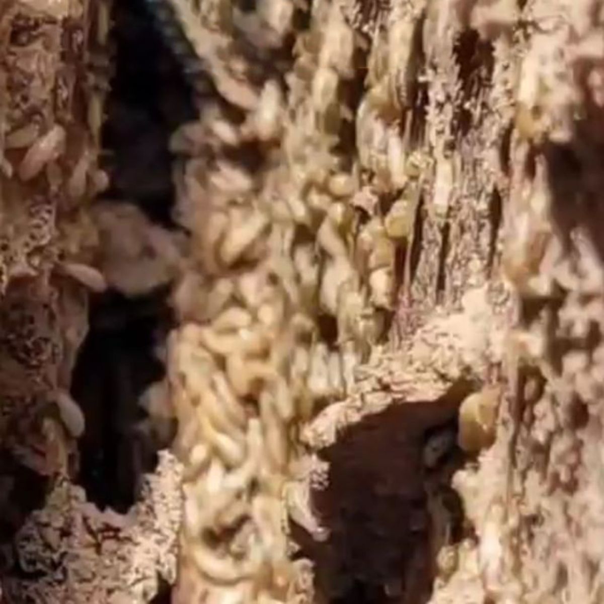 Eliminación de termitas en Alicante