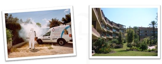 Tratamiento de Jardines fitosanitarios: procesionaria del pino, picudo rojo: Nuestros Servicios de Higienisa y Control de Plagas, Desinfección, Fumigación Tratamiento de Jardines fitosanitarios: procesionaria del pino, picudo rojo: Nuestros Servicios de Higienisa y Control de Plagas, Desinfección, Fumigación