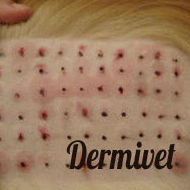 Pruebas de alergia: Especialidades de Dermivet Tenerife Pruebas de alergia: Especialidades de Dermivet Tenerife