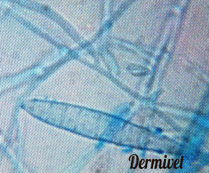 Análisis complementarios (no inmediatos): Especialidades de Dermivet Tenerife Análisis complementarios (no inmediatos): Especialidades de Dermivet Tenerife