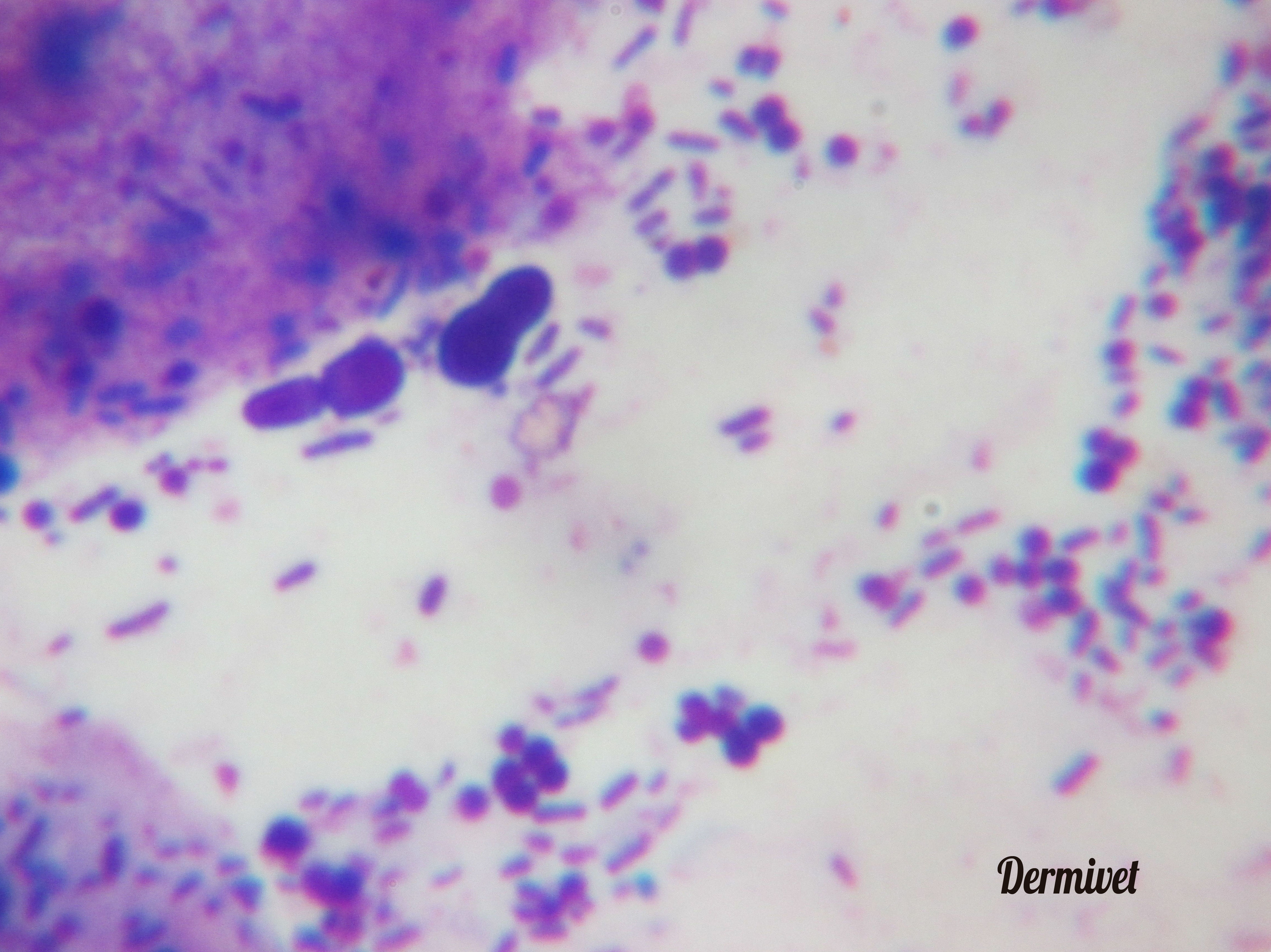 Pruebas dérmatológicas inmediatas: Especialidades de Dermivet Tenerife Pruebas dérmatológicas inmediatas: Especialidades de Dermivet Tenerife