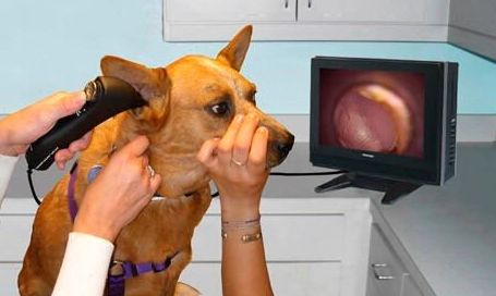 Diagnóstico y tratamiento de otitis: Especialidades de Dermivet Tenerife Diagnóstico y tratamiento de otitis: Especialidades de Dermivet Tenerife
