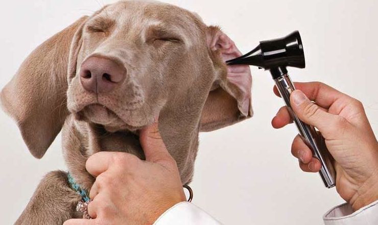 Diagnóstico y tratamiento de otitis: Especialidades de Dermivet Tenerife Diagnóstico y tratamiento de otitis: Especialidades de Dermivet Tenerife