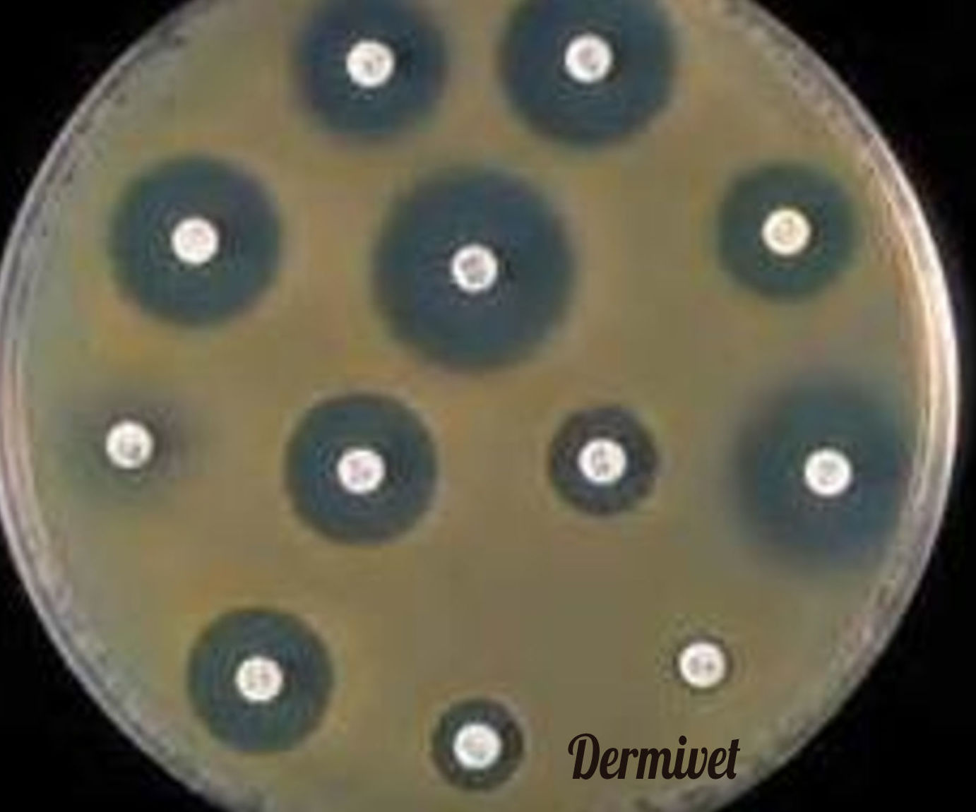 Análisis complementarios (no inmediatos): Especialidades de Dermivet Tenerife Análisis complementarios (no inmediatos): Especialidades de Dermivet Tenerife