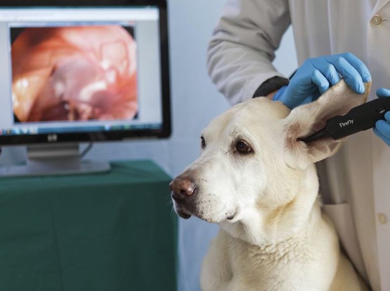 Diagnóstico y tratamiento de otitis: Especialidades de Dermivet Tenerife Diagnóstico y tratamiento de otitis: Especialidades de Dermivet Tenerife