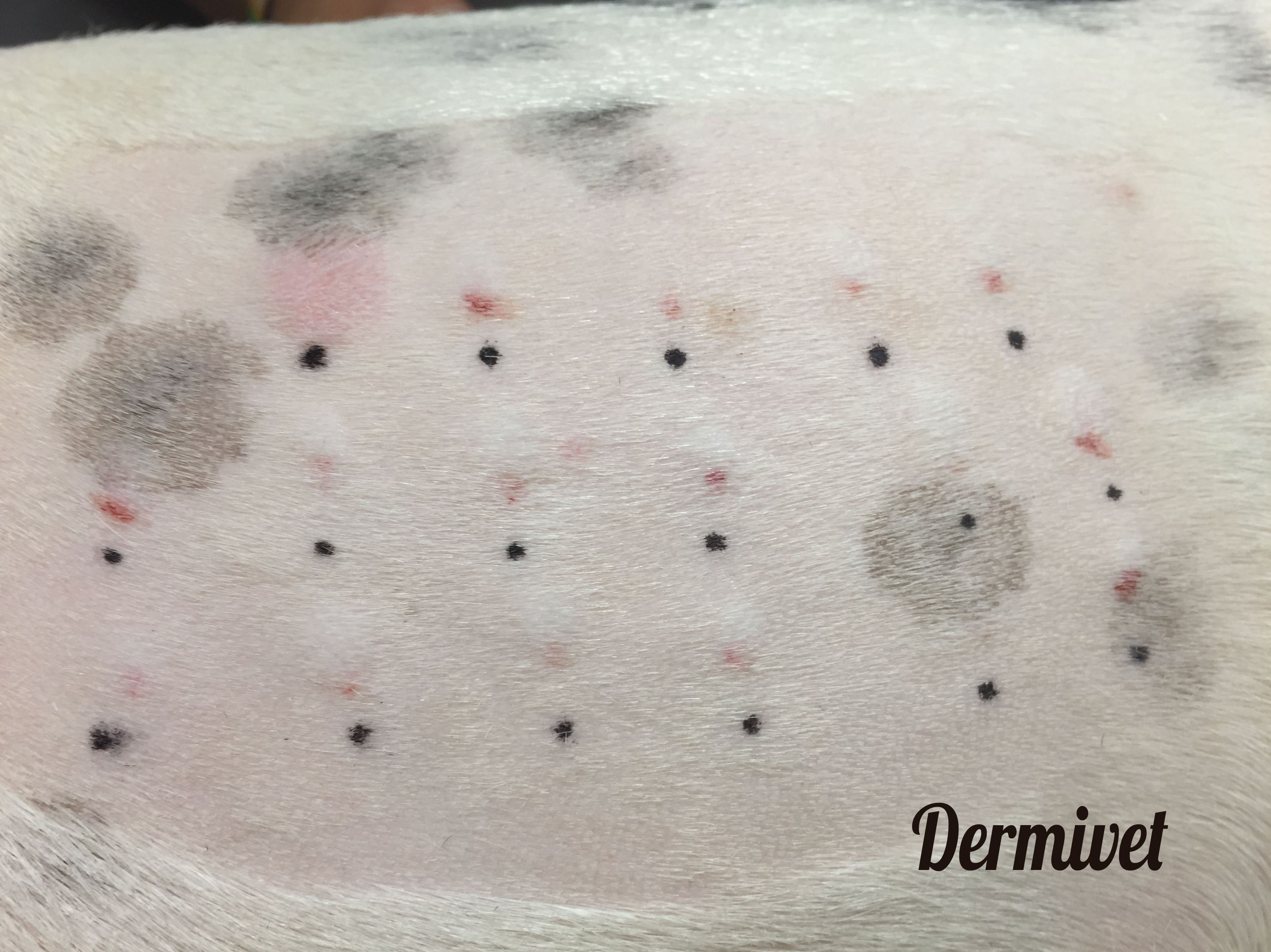 Pruebas de alergia: Especialidades de Dermivet Tenerife Pruebas de alergia: Especialidades de Dermivet Tenerife