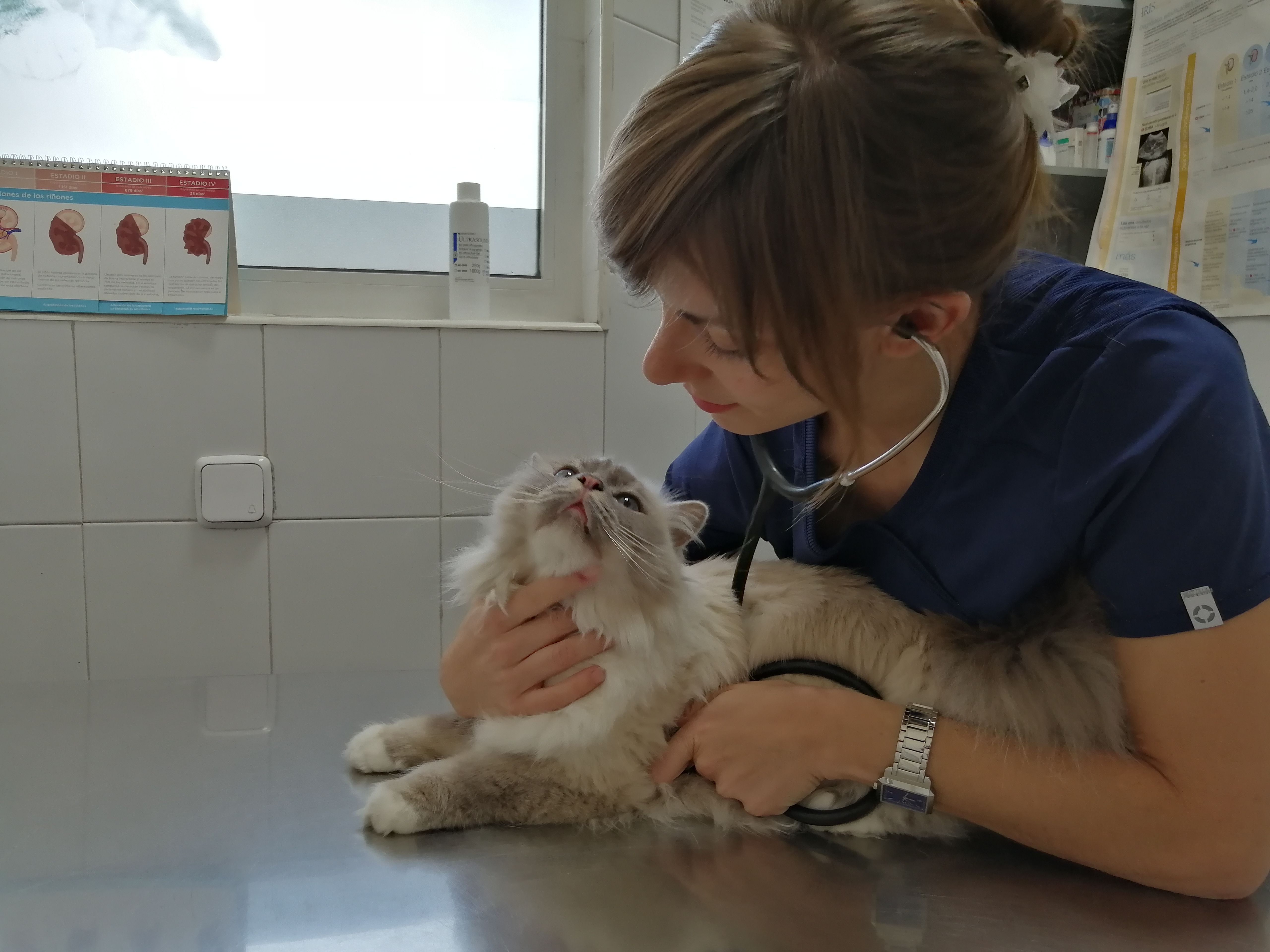 Atención Especial: Servicios veterinarios de Clínica Veterinaria Leganés Norte Atención Especial: Servicios veterinarios de Clínica Veterinaria Leganés Norte