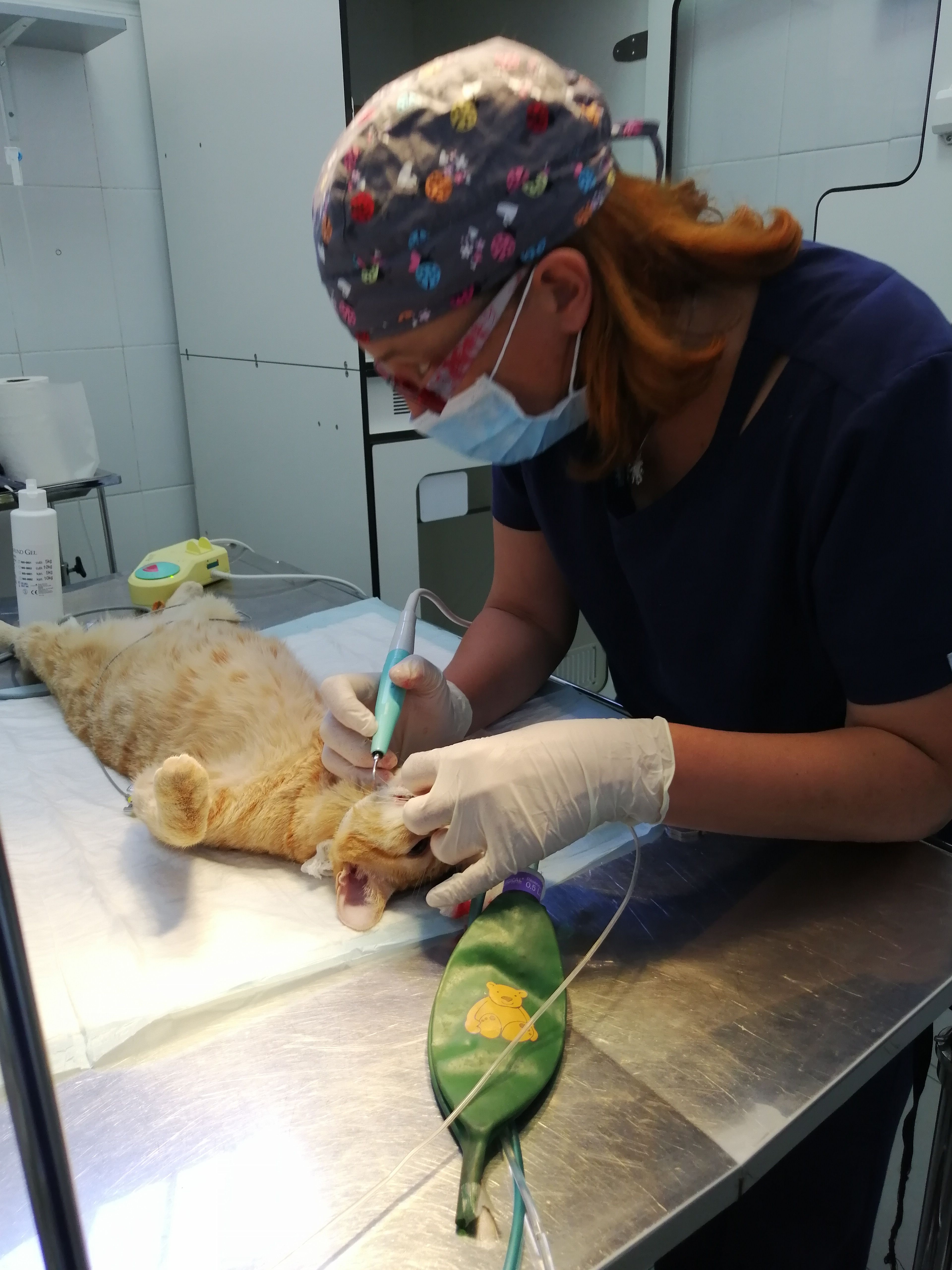 Cirugía: Servicios veterinarios de Clínica Veterinaria Leganés Norte