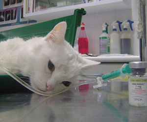 Hospitalización: Servicios veterinarios de Clínica Veterinaria Leganés Norte Hospitalización: Servicios veterinarios de Clínica Veterinaria Leganés Norte
