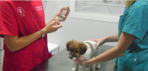 Medicina preventiva: Servicios veterinarios de Clínica Veterinaria Leganés Norte Medicina preventiva: Servicios veterinarios de Clínica Veterinaria Leganés Norte