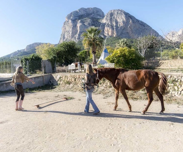Terapia de coaching con caballos en Alicante