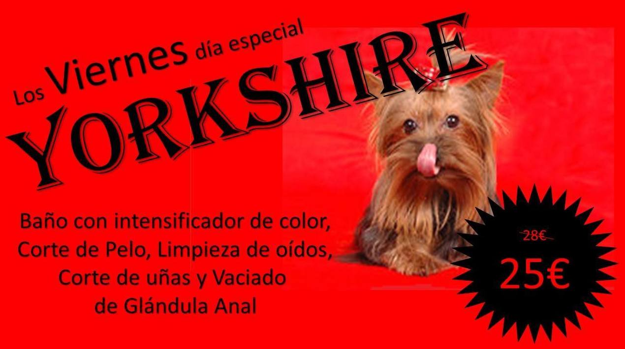 yorkshire en Mascotes Castellbell centre veterinari S.L yorkshire en Mascotes Castellbell centre veterinari S.L