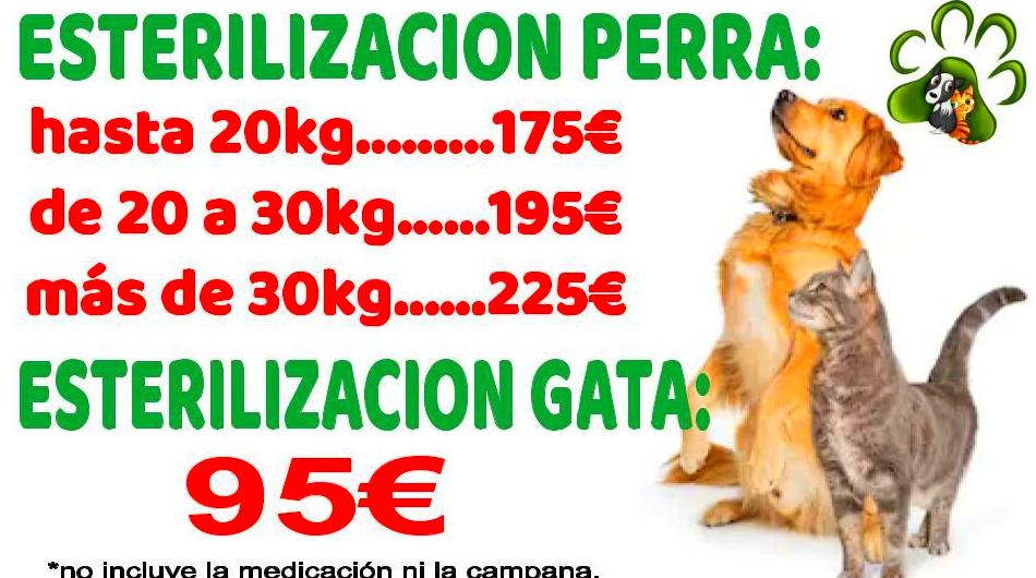ESTERILIZACION PERRA Y GATA , PRECIOS DE CAMPAÑA TODO EL AÑO ESTERILIZACION PERRA Y GATA , PRECIOS DE CAMPAÑA TODO EL AÑO