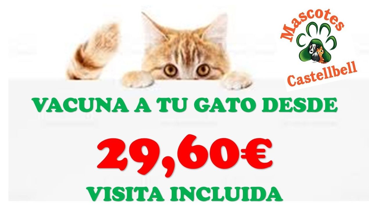 Vacuna a tu Gat@ desde 29,60€: Productos y servicios de JORDI / DAVINIA Vacuna a tu Gat@ desde 29,60€: Productos y servicios de JORDI / DAVINIA