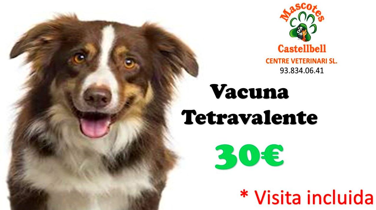 Vacuna Tetravalente en Mascotes Castellbell centre Veterinari S.L: Productos y servicios de JORDI / DAVINIA Vacuna Tetravalente en Mascotes Castellbell centre Veterinari S.L: Productos y servicios de JORDI / DAVINIA