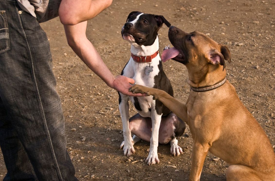 Residencia canina y adiestramiento: Productos y servicios de JORDI / DAVINIA Residencia canina y adiestramiento: Productos y servicios de JORDI / DAVINIA