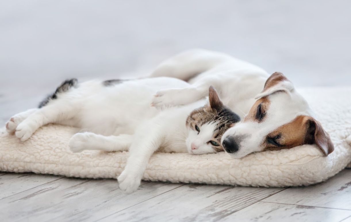 Servicios veterinarios: Productos y servicios de JORDI / DAVINIA Servicios veterinarios: Productos y servicios de JORDI / DAVINIA