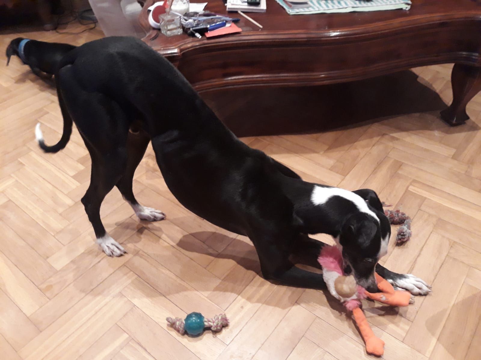 Cuidado de mascotas Cuidado de mascotas