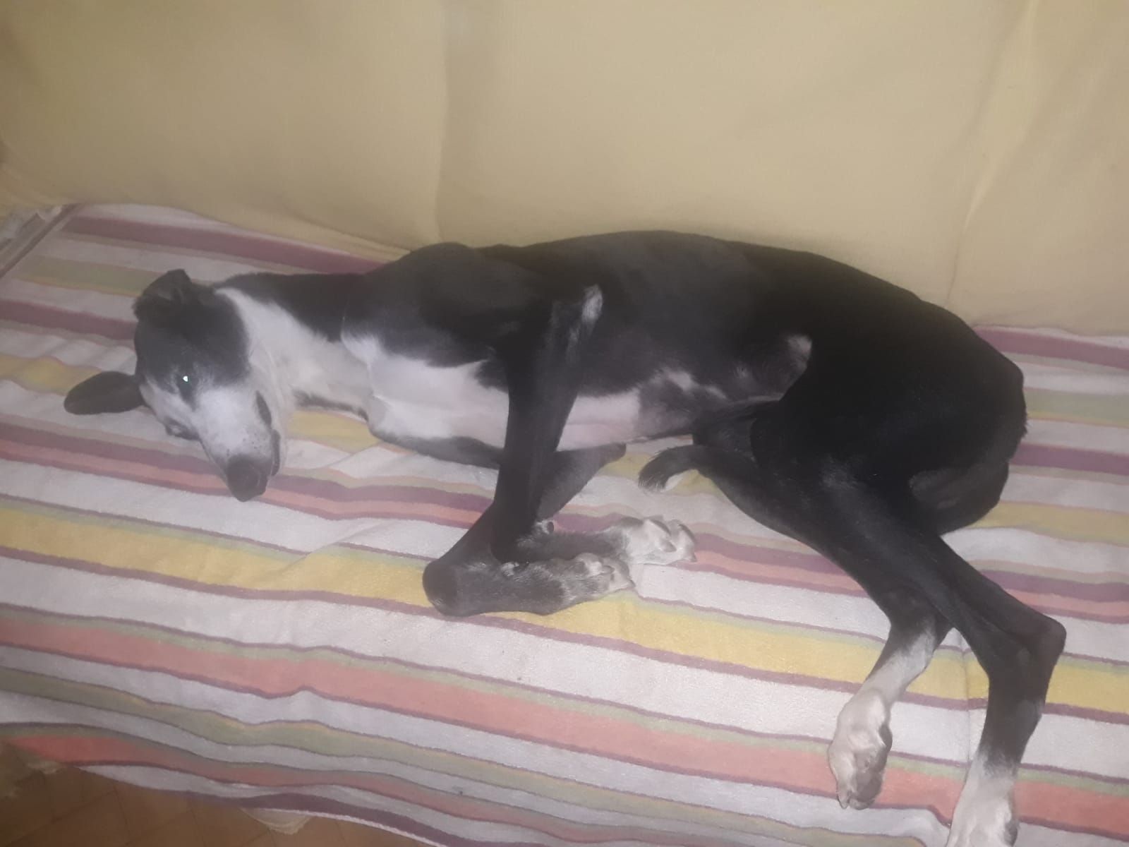 Cuidado de mascotas Cuidado de mascotas