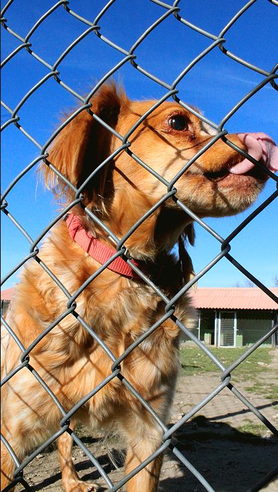 Foto 45 de Cuidado de mascotas en  | AMPARO SCHMIDLIN CASADO