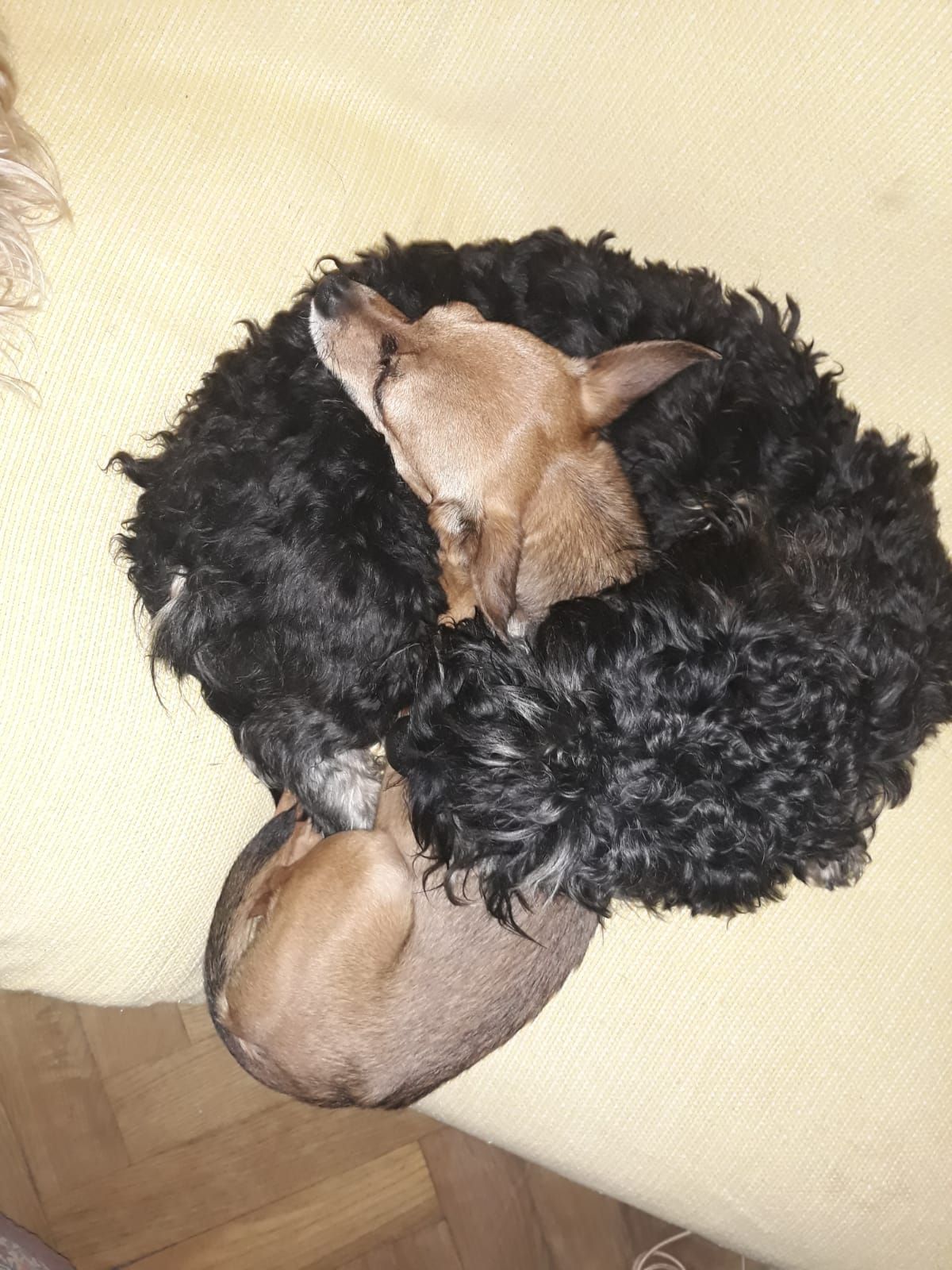 Cuidado de mascotas Cuidado de mascotas