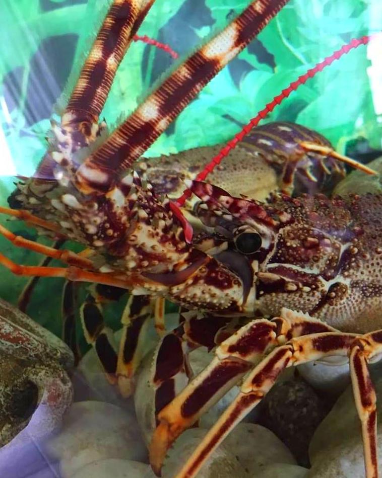 Menú degustación de Caldereta de Langosta de Menorca KM0: Carta de Restaurant Es Cactus Menú degustación de Caldereta de Langosta de Menorca KM0: Carta de Restaurant Es Cactus