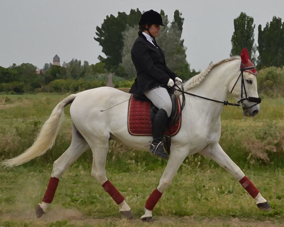 ESCUELA DE EQUITACIÓN: PERFECCIONAMIENTO Y NIVELES AVANZADOS: Servicios de Hípica Riding School ESCUELA DE EQUITACIÓN: PERFECCIONAMIENTO Y NIVELES AVANZADOS: Servicios de Hípica Riding School