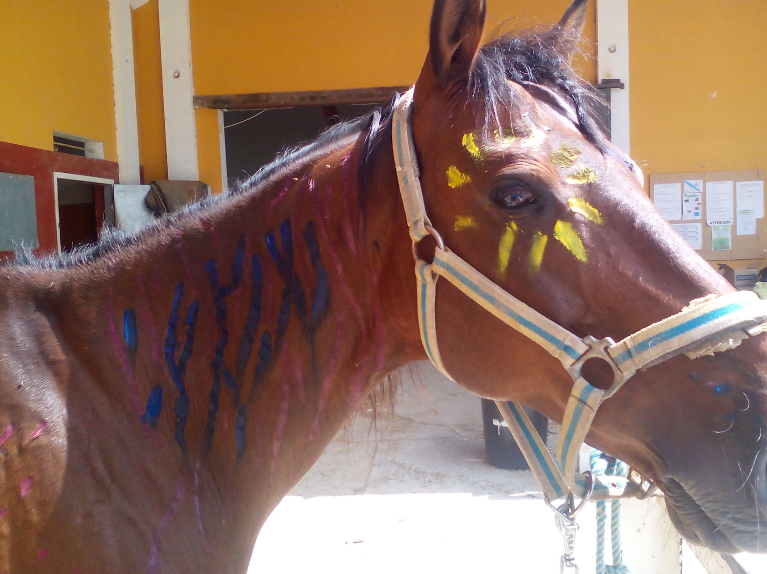 Actividades ecuestres para empresas y particulares: Servicios de Hípica Riding School Actividades ecuestres para empresas y particulares: Servicios de Hípica Riding School