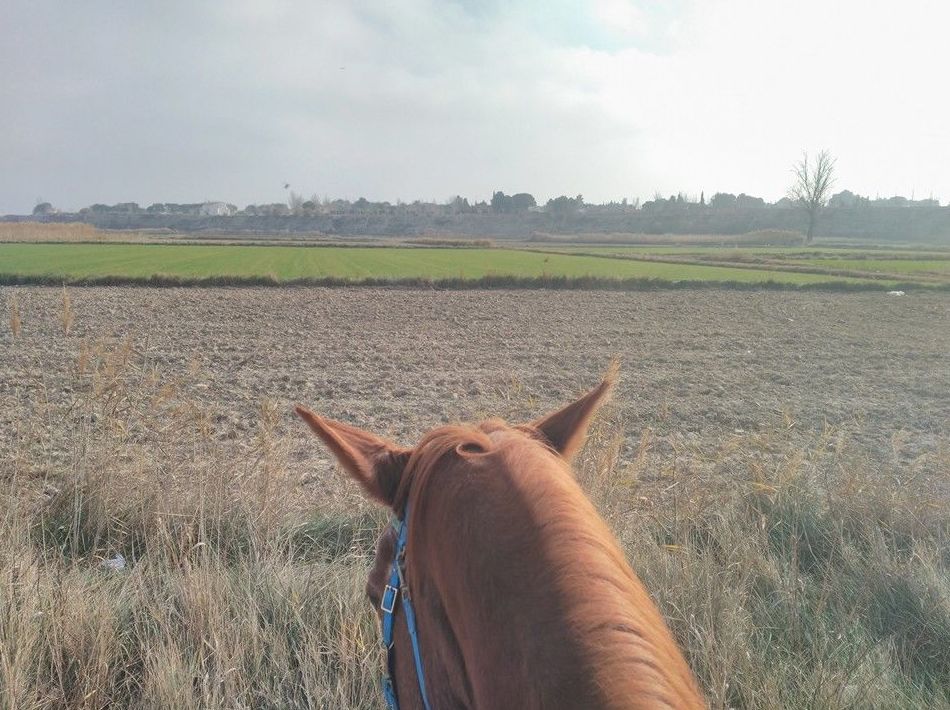 Paseos a caballo: Servicios de Hípica Riding School Paseos a caballo: Servicios de Hípica Riding School