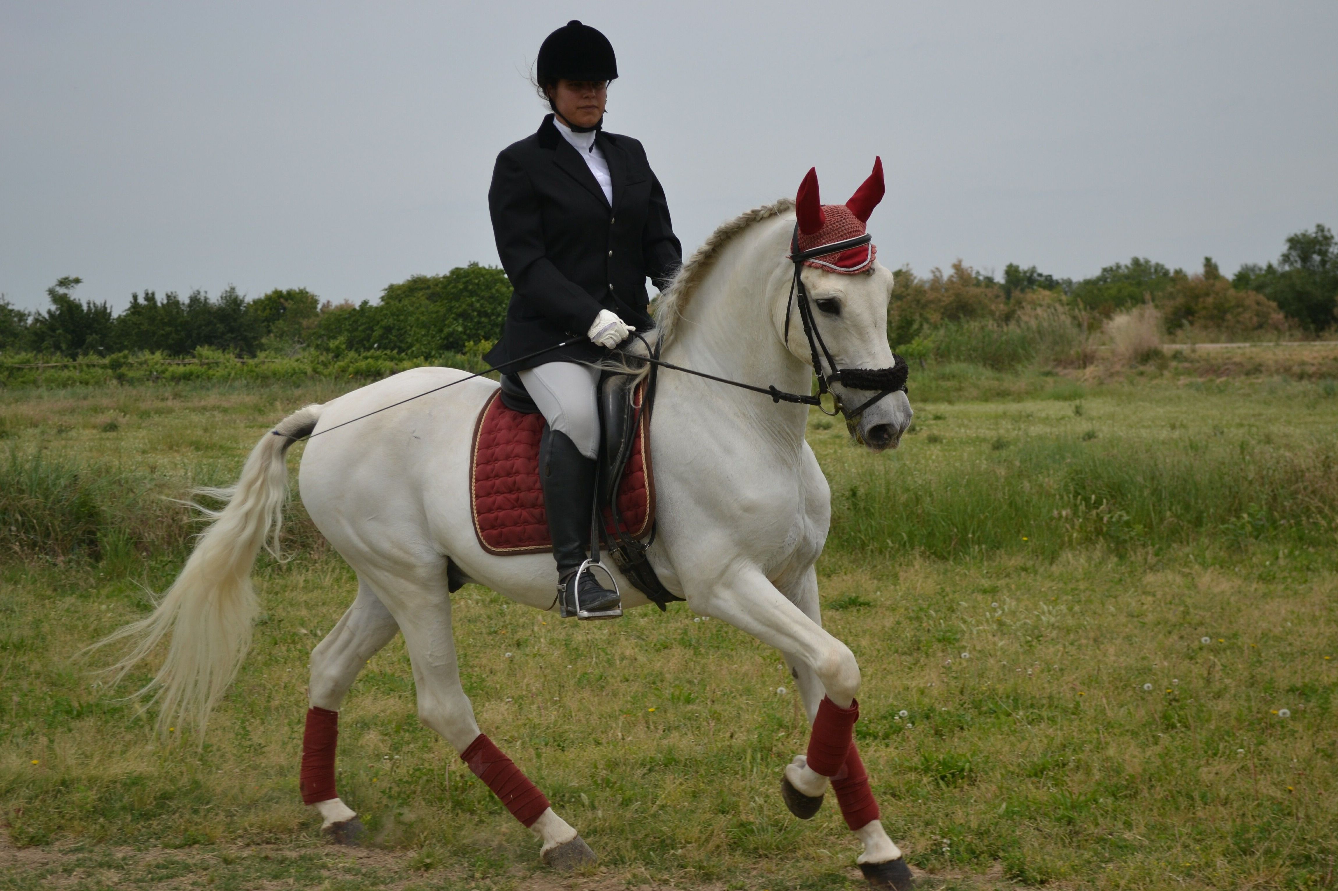 Clases de equitación: Servicios de Hípica Riding School Clases de equitación: Servicios de Hípica Riding School