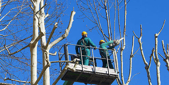Podas : Trabajos de Panda Jardín Podas : Trabajos de Panda Jardín