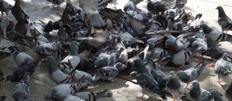 Control de aves: Servicios de Flodesin Control de aves: Servicios de Flodesin