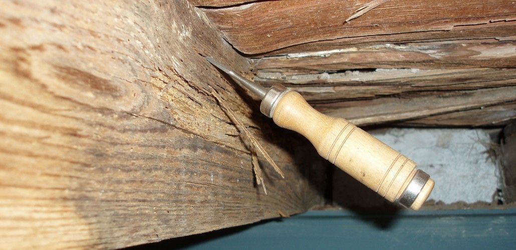 Plagas en la madera: Servicios de Flodesin Plagas en la madera: Servicios de Flodesin
