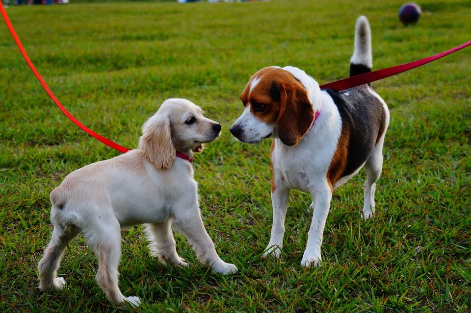 Cuidado de mascotas: Servicios de Neteges Ben Cuidat Cuidado de mascotas: Servicios de Neteges Ben Cuidat