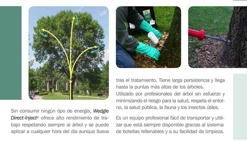 Endoterapia (Procesionaria del pino): Servicios de Interjardín Endoterapia (Procesionaria del pino): Servicios de Interjardín