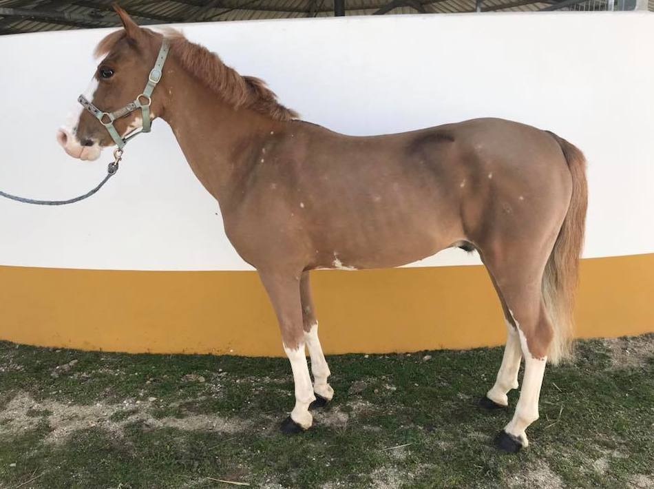 Paseos en poni: Servicios de Club Hípico Lira Cubero Paseos en poni: Servicios de Club Hípico Lira Cubero