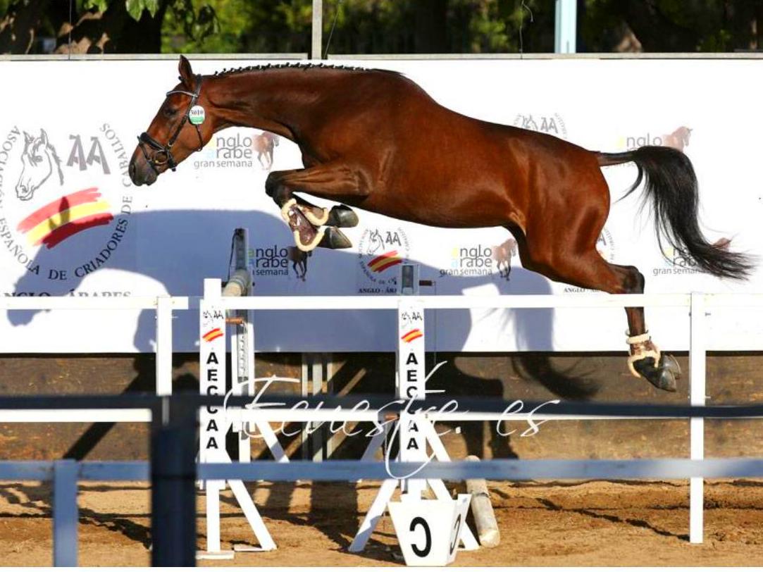 Entrenamiento de caballos: Servicios de Club Hípico Lira Cubero Entrenamiento de caballos: Servicios de Club Hípico Lira Cubero