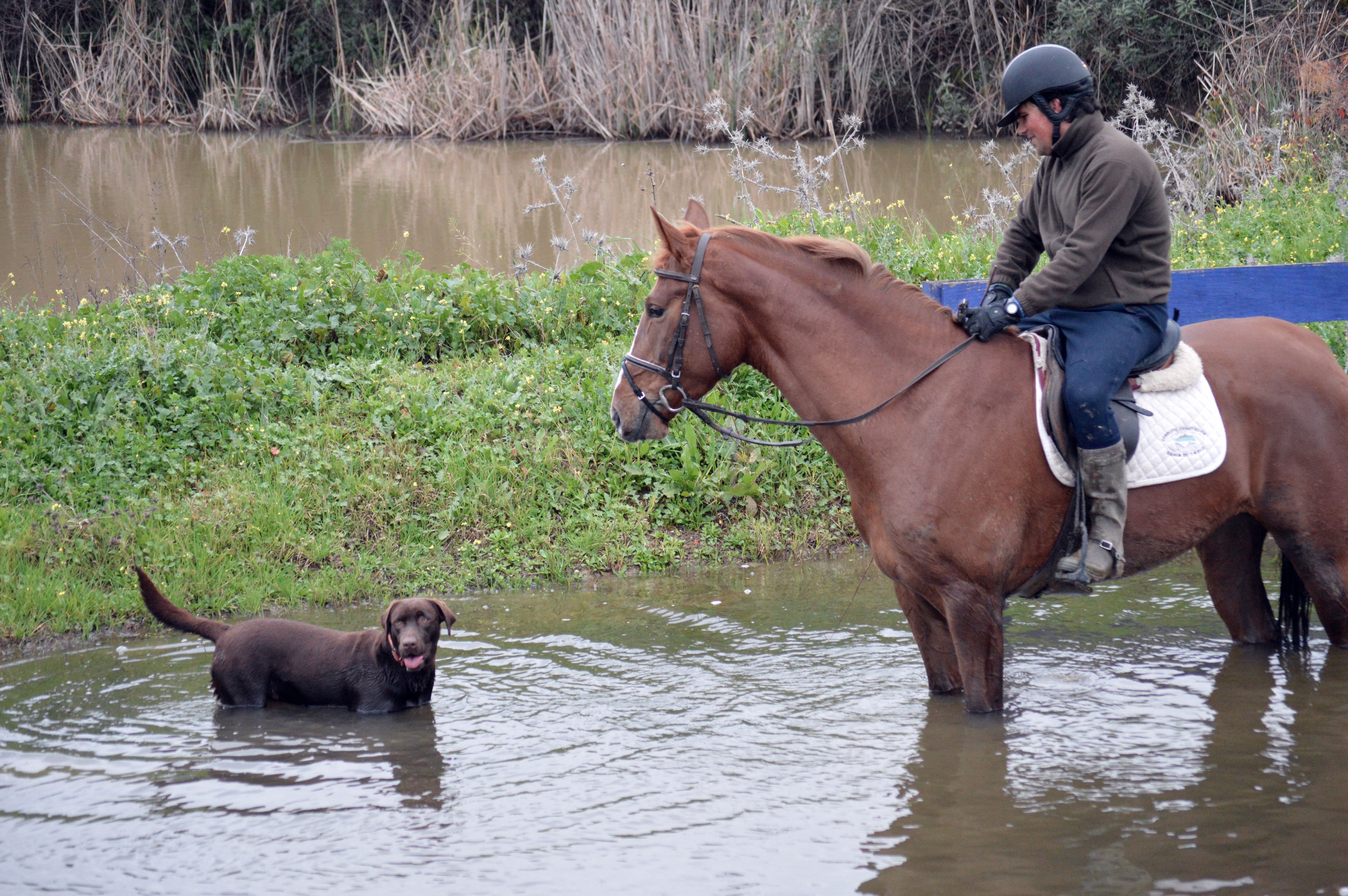 Rutas a caballo: Servicios de Club Hípico Lira Cubero Rutas a caballo: Servicios de Club Hípico Lira Cubero