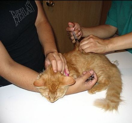 Vacunas: Servicios de Gos i Gat clínica veterinària sl Vacunas: Servicios de Gos i Gat clínica veterinària sl