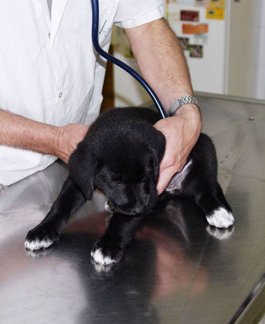 Otros servicios: Servicios de Gos i Gat clínica veterinària sl Otros servicios: Servicios de Gos i Gat clínica veterinària sl