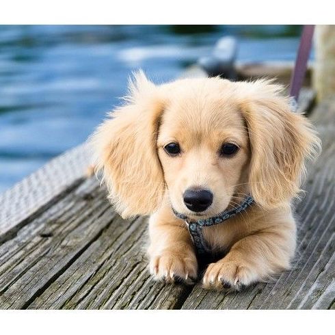 Peluquería canina y felina: Servicios de Gos i Gat clínica veterinària sl Peluquería canina y felina: Servicios de Gos i Gat clínica veterinària sl