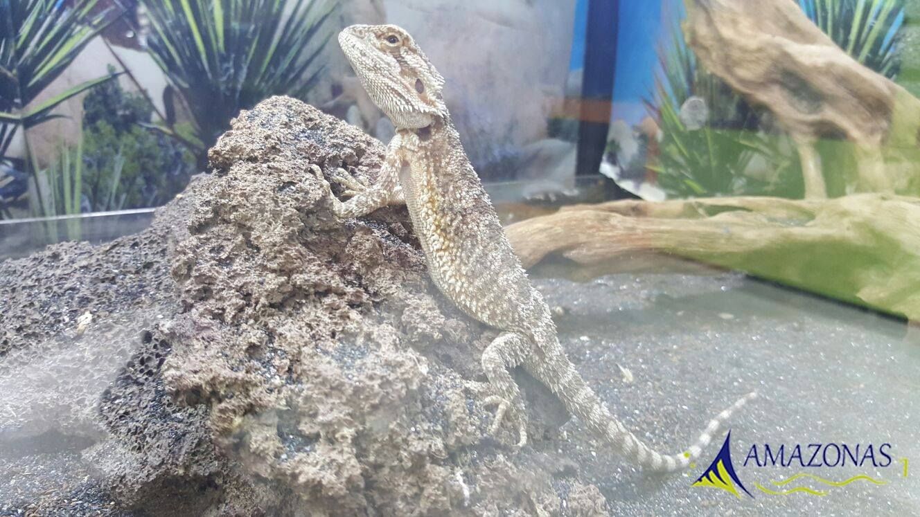 Reptiles: Productos y Servicios de Amazonas 1 Reptiles: Productos y Servicios de Amazonas 1