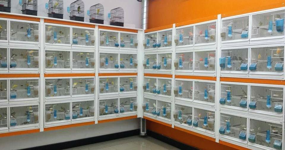Venta de peces, aves y roedores: Productos y Servicios de Amazonas 1 Venta de peces, aves y roedores: Productos y Servicios de Amazonas 1
