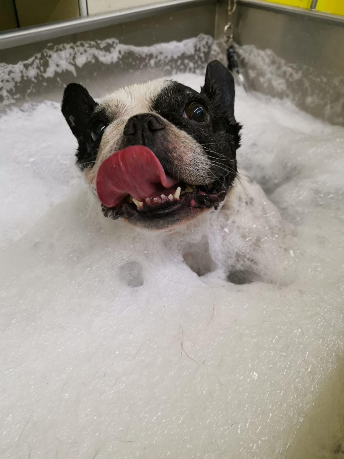 Spa Canino: Productos y Servicios de Amazonas 1 Spa Canino: Productos y Servicios de Amazonas 1
